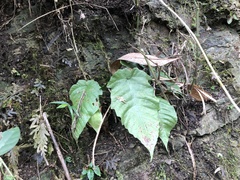 Tectaria polymorpha