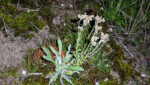 Cape Cudweed (Pseudognaphalium undulatum)