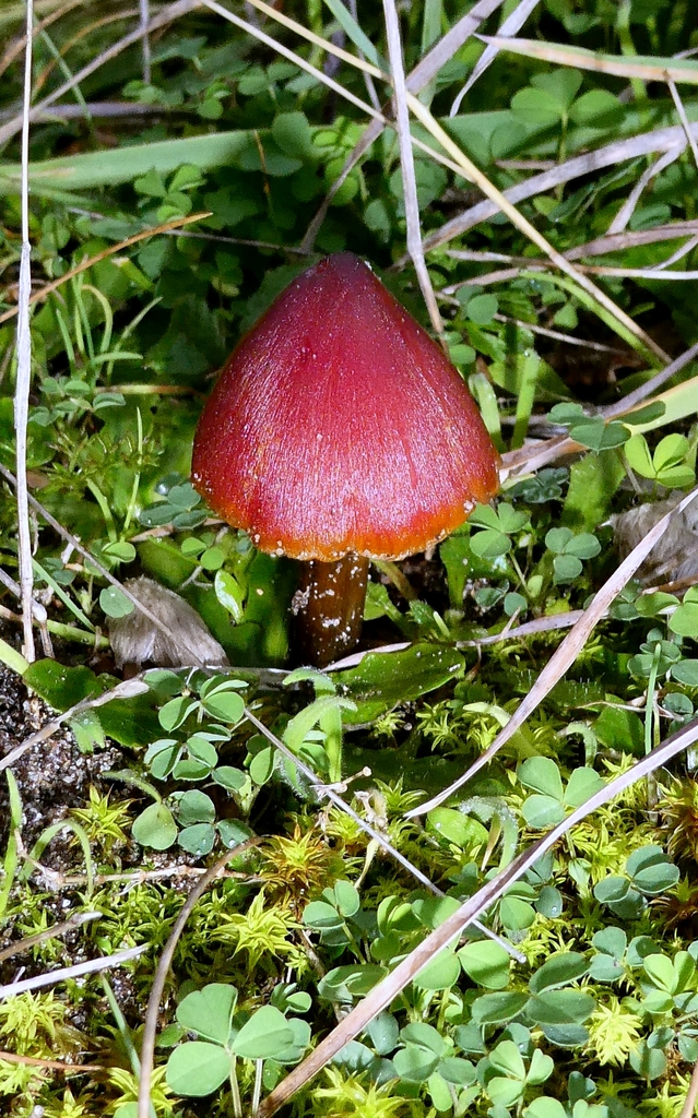 Hygrocybe conicoides