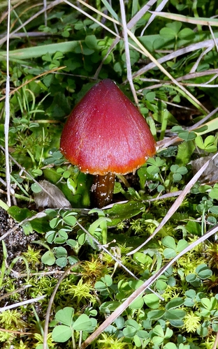 Dune Waxcap
