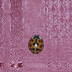 Harmonia axyridis