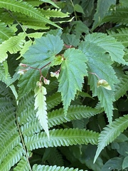 Begonia hirsuta