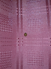 Harmonia axyridis