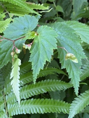 Begonia hirsuta