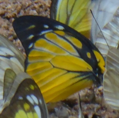 Prioneris thestylis