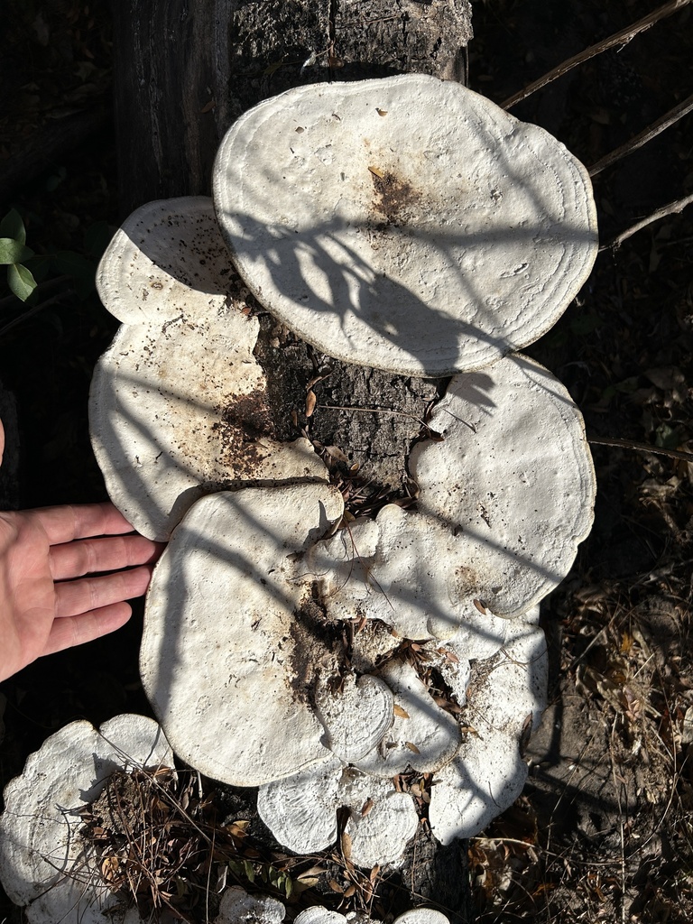 Trametes aesculi · November 2025 · photo: © northcut1 (iNaturalist, cc-by)