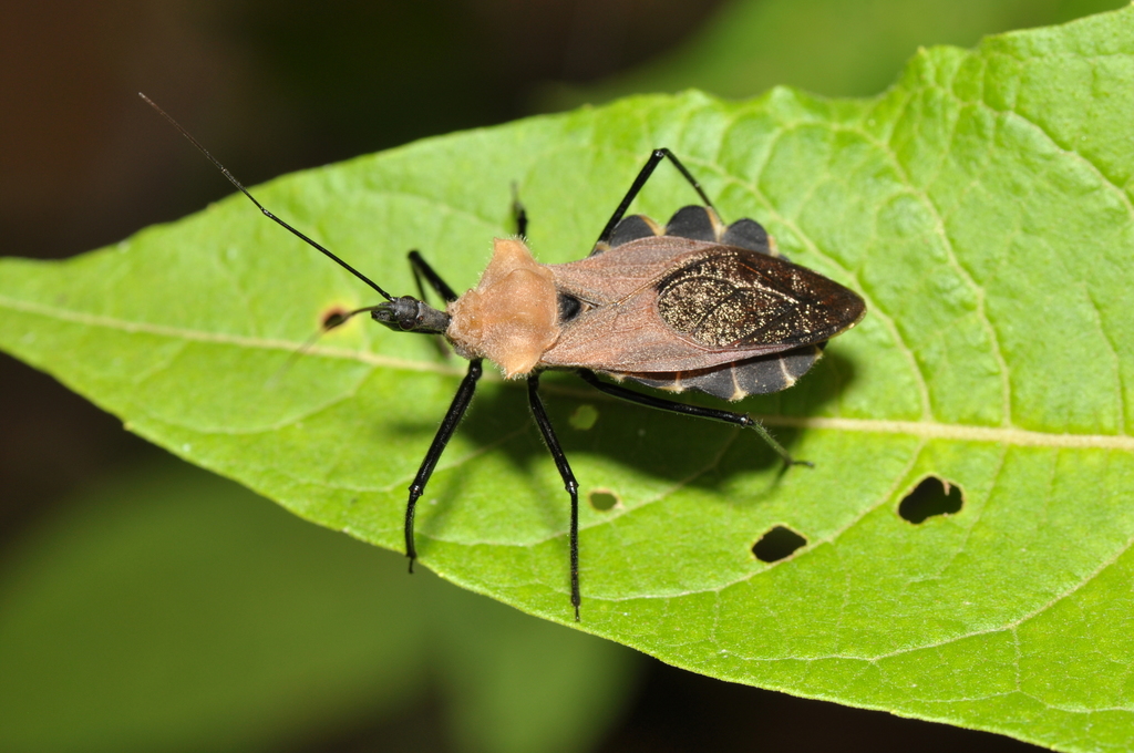 Montina lobata