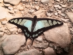 Graphium cloanthus