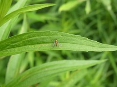 Condylostylus caudatus