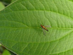 Condylostylus caudatus