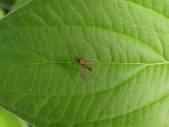 Condylostylus caudatus