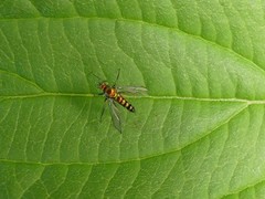 Condylostylus caudatus