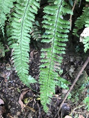 Hymenasplenium cheilosorum