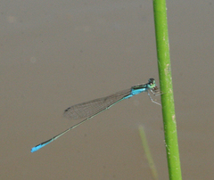 Aciagrion borneense