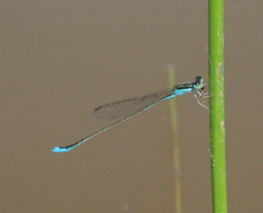 Aciagrion borneense