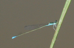 Aciagrion borneense