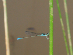 Aciagrion borneense