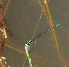 Aciagrion borneense