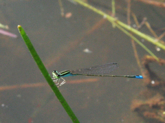 Aciagrion borneense