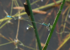 Aciagrion borneense