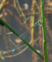 Aciagrion borneense