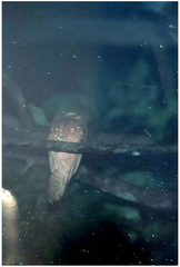 Batrachostomus affinis