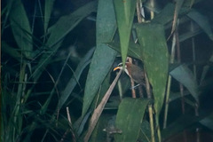 Pomatorhinus schisticeps