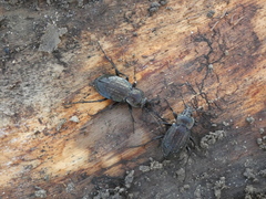 Carabus italicus