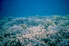 Porites compressa