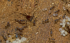 Pheidole anthracina