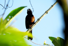 Sporophila angolensis