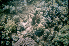 Porites lobata