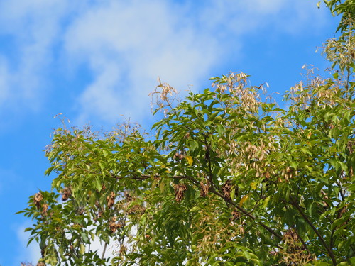 Fraxinus griffithii