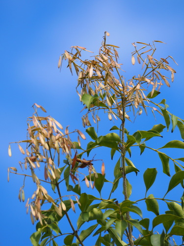 Fraxinus griffithii