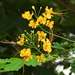 Caesalpinia - Photo (c) Hans Ohrt, some rights reserved (CC BY-NC), uploaded by Hans Ohrt