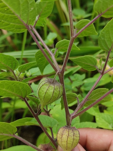 Physalis peruviana iNat (3)