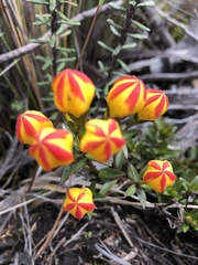 Gentianella hirculus