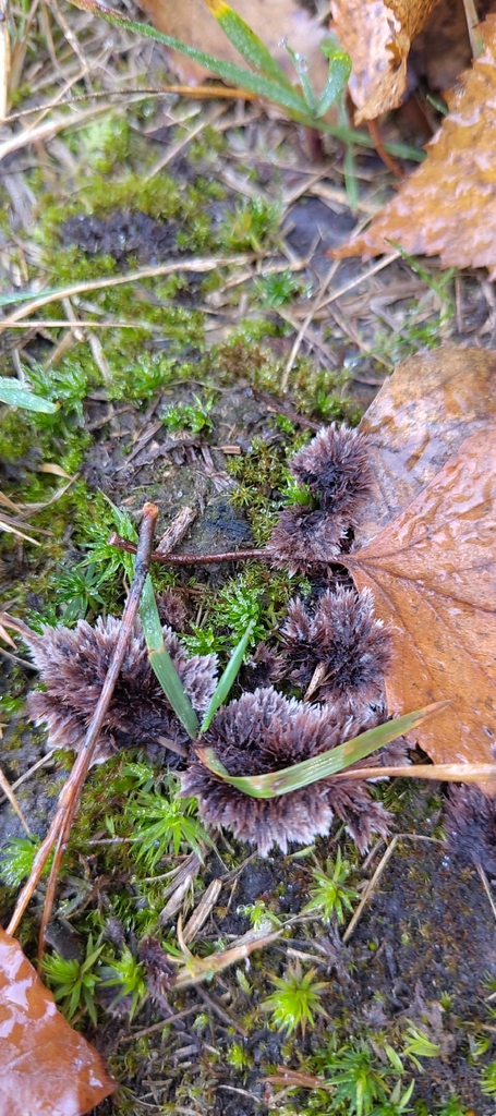 Thelephora terrestris · November 2025 · photo: © thierryh (iNaturalist, cc0)