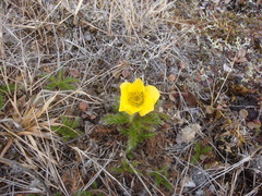 Geum glaciale