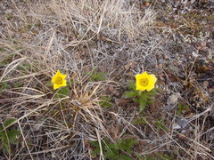 Geum glaciale