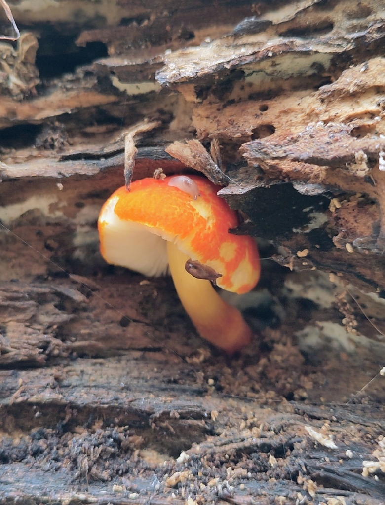 Pluteus aurantiorugosus · November 2025 · photo: © fabian_graubereich (iNaturalist, cc0)