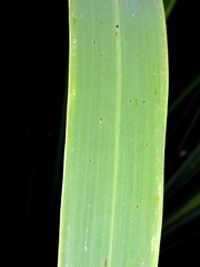 Zizania latifolia