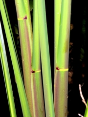 Zizania latifolia