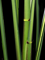 Zizania latifolia