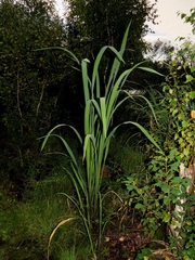Zizania latifolia