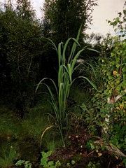 Zizania latifolia