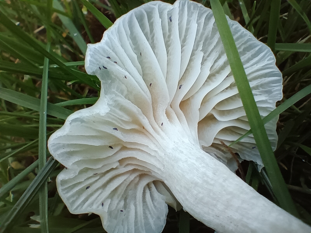 Cuphophyllus virgineus · November 2025 · photo: © considerthelilies (iNaturalist, cc-by)