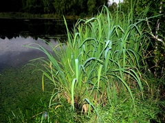 Zizania latifolia