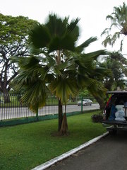 Pritchardia pacifica