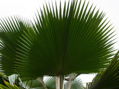 Pritchardia pacifica